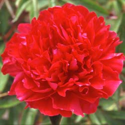 Red Peony